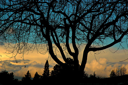Los Altos Story Tree, Kalifornie, USA