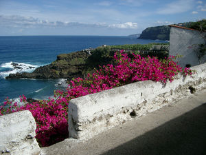 Blooming Shrub at Bollullo Beach, Tenerife