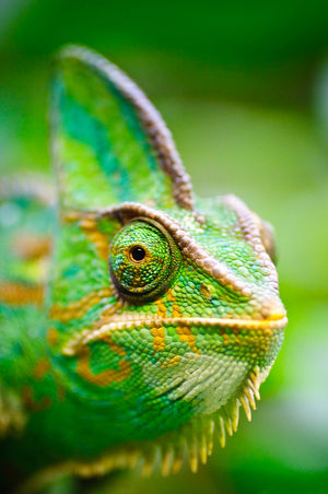 Madagaskar - chameleon