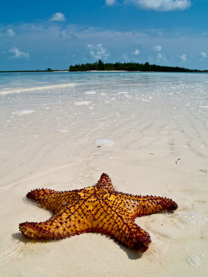 Caribbean starfish