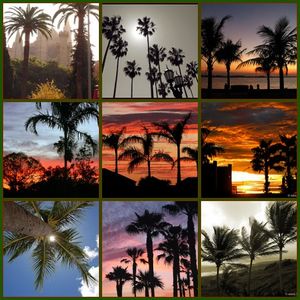 Brazílie - palmy