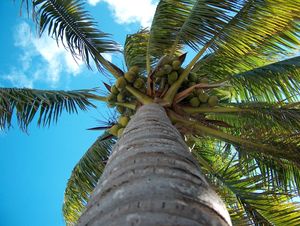 Mauritius - palma