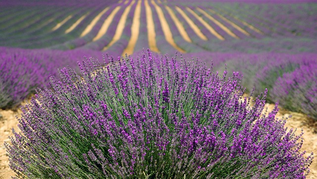 Provence na kole jsme museli prozkoumat